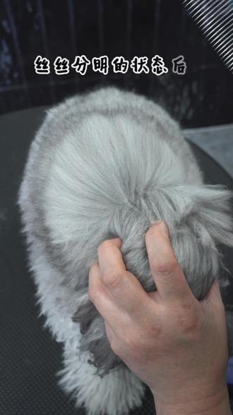 记住这几个细节,不洗澡也能梳出毛发蓬松崽崽 #宠物美容 #宠物美容师 #宠物美容培训 #宠物美容学校 #宠物洗澡美容