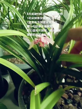 8月底建兰花后快速复壮诀窍,1下花,2是缓释肥 8月底建兰花后快速复壮诀窍 1花朵掉落没香味及时下花 2温度低于30度盆变均匀 撒一勺好康多缓释肥 肥力温和不烧根,肥效期长 需要的赶紧备起来#兰花日常管理 #兰花 #养兰人 #兰花小知识 #好物推荐🔥