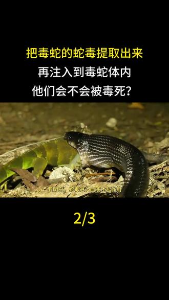 把毒蛇的蛇毒提取出来,再注入到毒蛇体内,他们会不会被毒死?