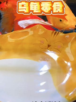 龟粮淡水溪流虾干小鱼干乌龟饲料巴西龟草龟蛋龟无盐零食鱼饵发色,自从给我家龟龟吃了吃了这溪水虾干,这个头蹭蹭蹭的长!养龟日常 龟粮 水族 #乌龟零食 #龟粮推荐 #发色神器