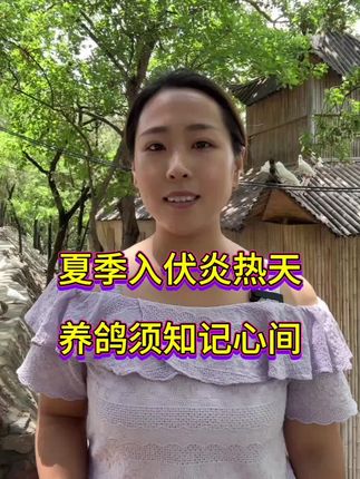 夏季养鸽要防暑#养鸽人 #散养鸽 #养鸽人 #