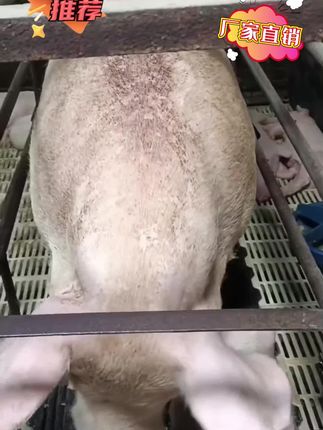 #养猪人 #养母猪 #母猪技术 #母猪养殖技术