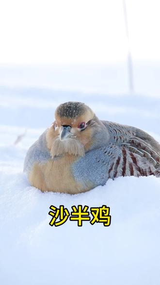 新疆沙半鸡也长这样吗