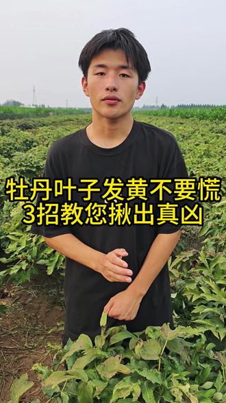 牡丹黄叶枯叶的解决方法#牡丹 #抖音助农 #三农