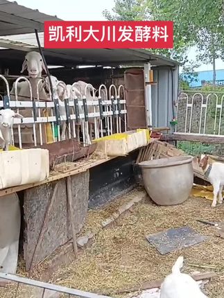 凯利大川发酵料,牛羊吃口好,不掉膘,#养羊人 #牛羊养殖#凯利大川#发酵料