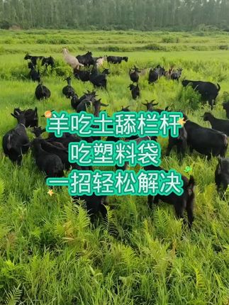 #养羊#养羊人#养羊知识#养羊创业