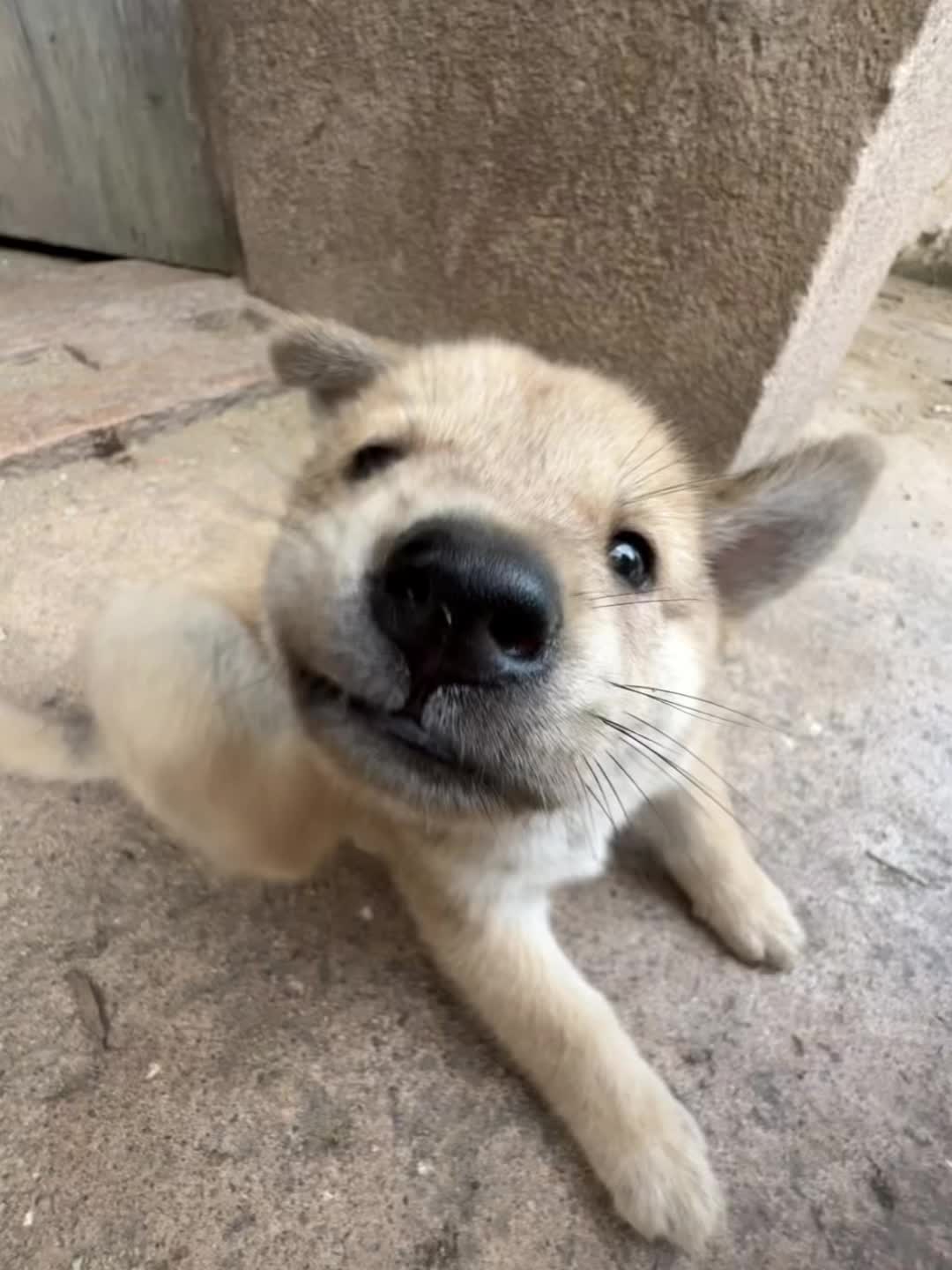 我可以带你去吃很多很多好东西#萌犬 #幼犬