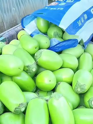 #茄子 #青茄子 #优质农产品 #新鲜采摘新鲜发货