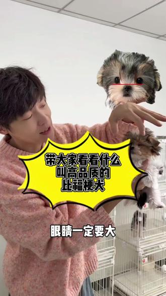 今天带大家看看高品质的“比福梗犬”是什么样子的,教大家平时应该如何挑选!#狗狗知识 #比福梗 #狗狗 #比福梗犬 #养狗经验分享