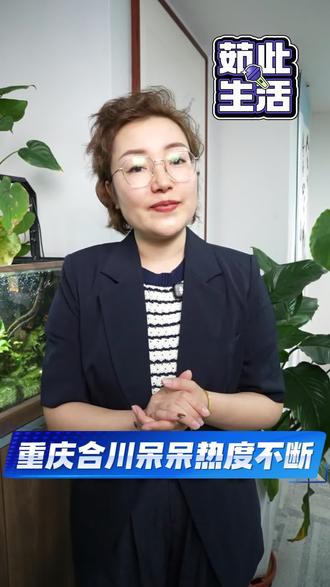 重庆合川呆呆3天涨粉200万 #呆呆 #呆呆破十二月的奇迹 #刨猪汤