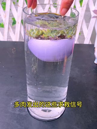 多肉发出的这些求救信号能看懂的都是养肉高手#爱生活爱养花#多肉植物#多肉养护