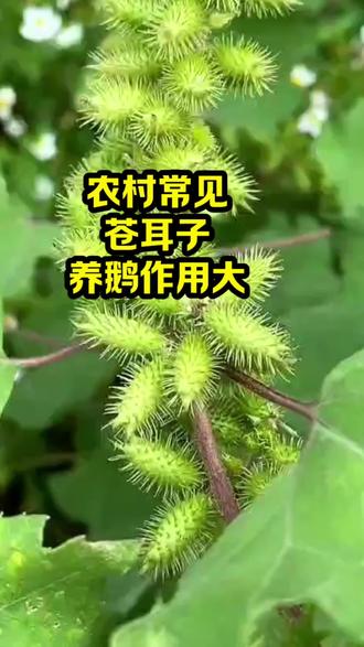 农村常见苍耳子,养鸡作用大#养鹅技术分享 #养鹅人 #农农村养鹅人