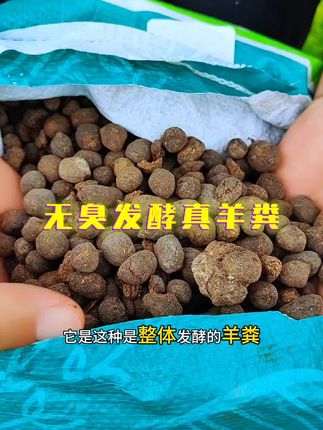 #强烈推荐 #有机肥 #羊粪有机肥 #发酵纯羊粪 #羊粪