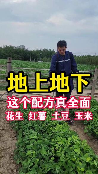地下地上害虫都能打,一边坚固土里土外。 叶面青虫,肉虫、蚜虫蓟马;土里的蝼蛄蛴螬地老虎 #花生地下害虫防治 #地下害虫防治 #青虫特效 #全面杀虫剂 #杀虫剂配方 @抖加🔥上热门🔥dou+🔥热点宝 @老付悟农 @天籁蘼音
