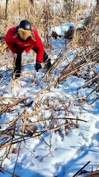 #手工鸡窝 #农村手工 #养鸡好物 #东北生活日常 老爸冒零下低温割蒲草,就为编出结实耐用的鸡窝!关注等完整教程,养鸡的朋友别错过~