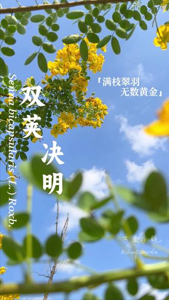 ~故事的小黄花,从出生那年就飘着~
初冬是双荚决明花末期,你记得花,花便不会枯萎;你记得我,我就会一直在#决明 #植物#植物科普