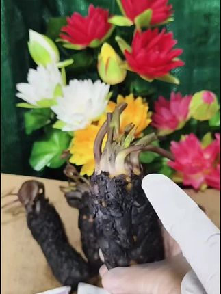 #睡莲花 #橘子灯🍊 #阳台种植 #室内植物 #水培植物 种花养生