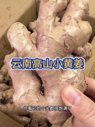 云南高山正宗小黄姜,不催熟不打药 现挖现发特别新鲜!个头饱满,姜味十足,炒菜煲汤必备,三伏天煮水喝也很好#优质农产品 #小黄姜#云南正宗小黄姜 #生姜#三伏天养生