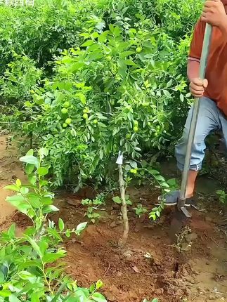 特大冰糖冬枣树苗6,当年有惊喜,耐寒耐旱,果实大,盆栽地栽,南北方都可以种植#优质种苗 #果树苗 #冬枣树苗 #沾化冬枣