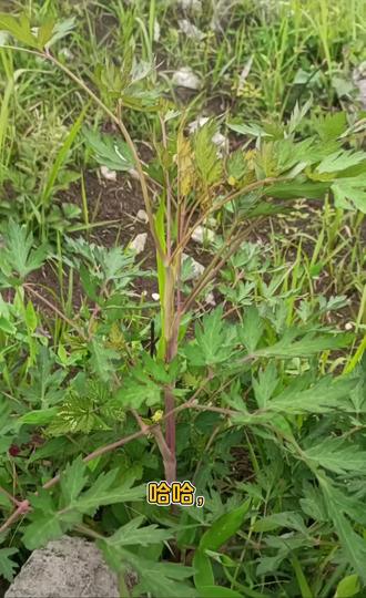 #识百草 伞形科植物当归 #植物科普 您的家乡有这种植物吗?#当归 #煲汤 #原生态原滋味纯天然绿色食品
