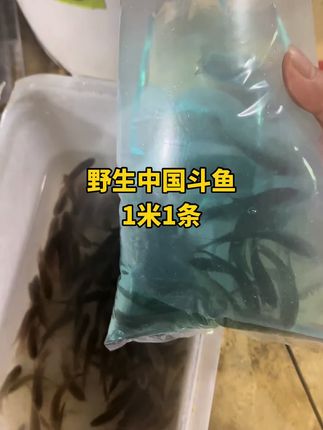 野生中国斗鱼,1米一条