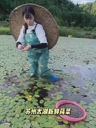 苏州太湖新鲜莼菜320克嫩芽级野菜PK西湖莼菜马蹄菜利川纯菜食用