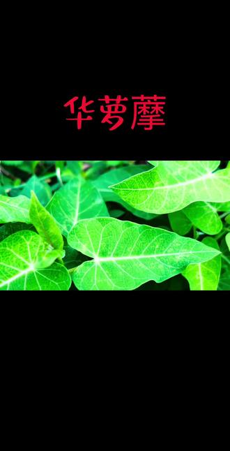 在古医书中,萝藦是和补精血的枸杞并称的: “去家千里,勿食萝摩、枸杞。” 意思就是食用后在男女之事上容易把握不住。但二者的区别点在于,枸杞平性,甘味补肝肾精血。萝藦,通常是指萝摩根,甘平益精的时候还具补气之能,令人强壮。
《江西草药》记载了一个用萝藦根治阳痿的方子,是在国医大师甘祖望三仙汤的基本上,去掉仙鹤草,换上了萝藦根。淫羊藿也侧重用根。根下沉,封藏,滋养,滋肾力更强。
因仙鹤草性平,着重于补虚增力,而萝藦根与全草相比,尤能补气益精,甚至补血生血,强筋壮骨,补虚损。
它是多年生草质藤本,叶子很特别,尖形,膜质。
藤茎有白色汁液,有消积食的作用,对疳积小儿很好,直接打粉用约5克加白糖调服就行。
花朵儿色白,簇生但相互间保持距离,花蕊夹淡紫红色。
果实名为天浆果,纺锤形,皮上疙疙瘩瘩,里面的果仁可像坚果一样食用。
萝藦不仅根与全草均有补阳强壮之能,其果实也能壮阳补虚,果壳还能止咳化痰。采来萝藦果,用于炖鸡或猪肉,能滋补强壮,且味道香浓。
#科普
#科普一下
#科普知识