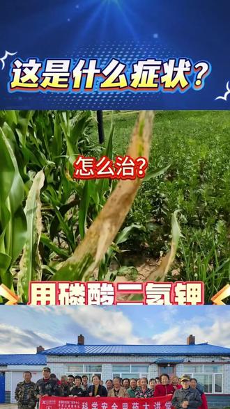 玉米出现这种情况,别乱打药!不是病害,多半是缺锌、缺磷导致的生理性问题。缺锌发白条、花白苗,缺磷发紫发红、苗弱不长,学会一眼辨症,对症补肥才管用。
#玉米缺锌缺磷
#玉米苗期管理
#玉米病害识别