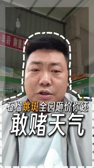 石榴跳斑 石榴跳斑怎么搞#会理诺泰尔 #会理 #会理石榴 #石榴#彰冠镇