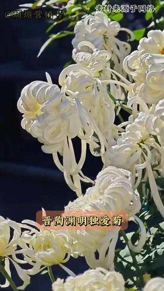 觉醒吧,我的爱菊血脉#菊花