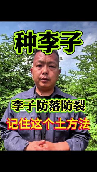 李子防落防裂,记住这个土方法#李子种植技术 #李子高产#李子丰收 #贵州六马蜂糖李 #李子防裂