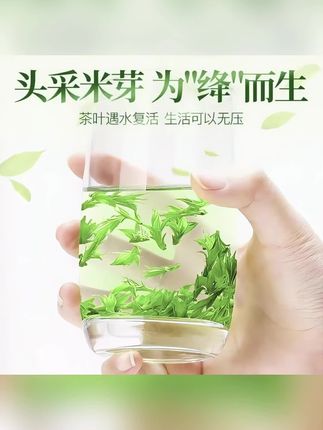 🌱2025 头春头采!小叶苦丁茶早春的这口鲜,你可别错过!#新茶上市 #喝好茶 #养生茶 #茶生活