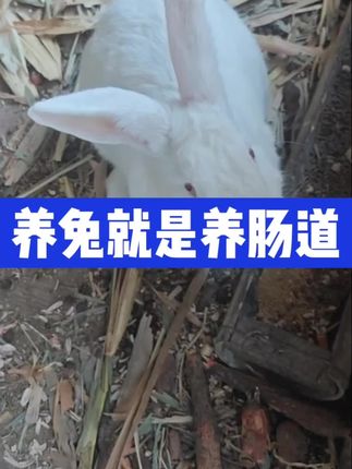 养兔就是养肠道#三农 #养兔 #科学养兔 #养兔人 #兔子