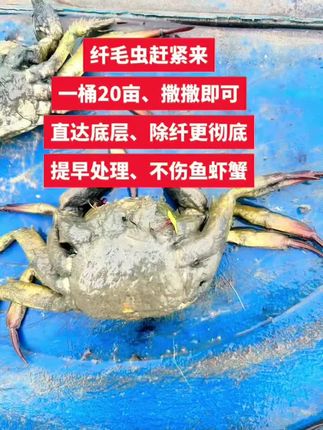 纤底净顽固纤毛虫鱼虾蟹可用不刺激#河蟹养殖 #螃蟹养殖 #大闸蟹养殖 #虾蟹养殖#鱼虾蟹养殖