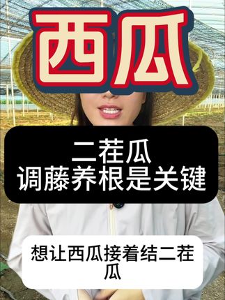 西瓜二茬瓜,关键的是调藤养根#三农 #三农流量扶持计划 #西瓜种植