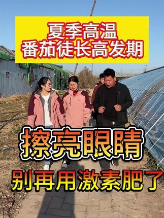 大棚温度升高,番茄窜秧子,徒长严重!一定要擦亮眼睛选择控旺肥 #西红柿种植 #徒长 #农业种植 #控旺 #三农