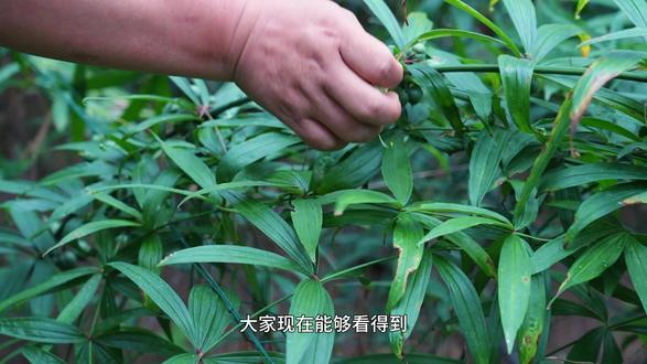 黄精果实,你认识吗? #黄精种植 #黄精种子 #黄精苗 #黄精种植技术