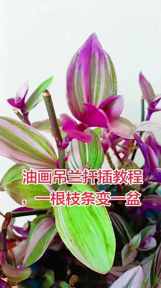 油画吊兰如何扦插成活率高 喜欢油画吊兰又不想多花钱?今天手把手教你扦插。
剪下来的枝条别丢,按照这个视频方法插好,静静养护,没多久就能长出新叶片。
学会了自己在家繁殖,挂满整个阳台都没问题。下期出一个水培视频。#油画吊兰扦插 #家庭园艺种植 #家庭绿植 #家居生活
