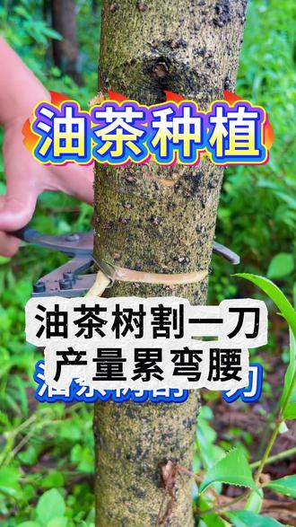 油茶割一刀,产量累弯腰 #三农#农业种植#油茶种植#油茶树#油茶