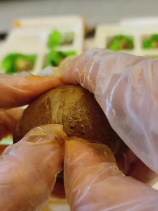 【微山湖z烤鸭蛋】怕咸慎!真空装 60g-70g大蛋 红泥腌制咸香流油!#太好吃了 #太香啦 #快来一起尝个鲜