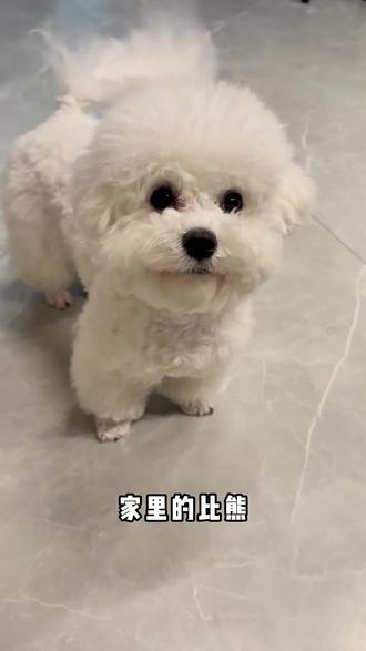 比熊挑食有泪痕,狗粮试试鸭肉梨的! #比熊 #狗粮 #狗粮推荐 #养狗经验分享 #科学养宠攻略