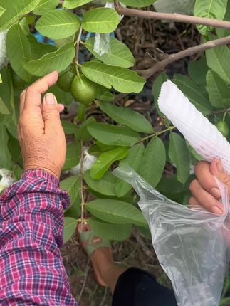 番石榴专用套袋,使用方便,防虫防撞#番石榴套袋 #三农 #番石榴种植