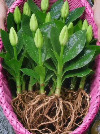 被绿植治愈的时光,总是格外温柔。金钻绿公主叶片如翠玉舒展,四季常青。它不仅好养易活,还能高效净化空气,吸附甲醛、苯等有害物质,为生活带来清新与静谧。#清新自然#大叶金钻绿公主#四季常绿#水培植物 #水培