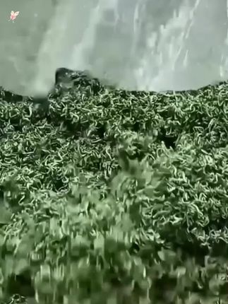 贵州都匀毛尖茶叶绿茶2025新茶明前毛尖茶嫩芽浓香型手工茶都匀毛#毛尖茶叶 #茶叶 #绿茶 #贵州都匀毛尖茶 #浓香型茶叶
