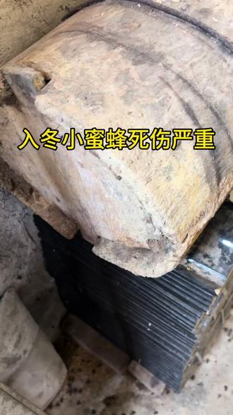 完犊子了,入冬小蜜蜂死伤严重#养蜂人 #中蜂养殖 #蜜蜂🐝 #养蜂生活 #诱蜂养蜂