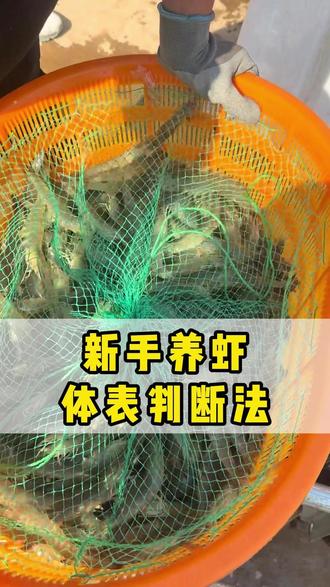 新手养虾,体表判断法! #水产养殖 #三农 #水产人 #水产 #鱼虾蟹养殖