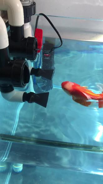 (出水口老有气泡怎么办)摸索了好久,感觉还是这个简单一点。原理就是让下水管里没有空气然后就没气泡。#鱼缸过滤 #技术分享 #养鱼日记 #新手养鱼