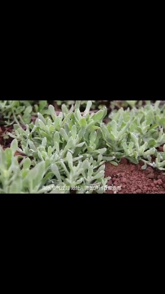 你吃过软萩粑吗?#软雀粑#软萩粑#饮食文化#麻城孝感乡 #清明粑