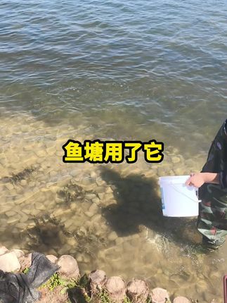 #鱼虾蟹养殖#水产养殖#四大家鱼养殖#高密度养殖