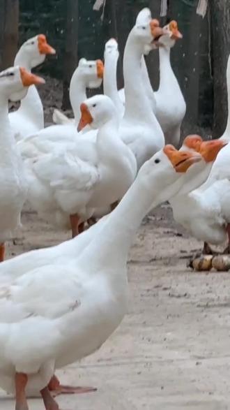 大鹅,冬天怕冷吗#抖音三农#养鹅#养殖